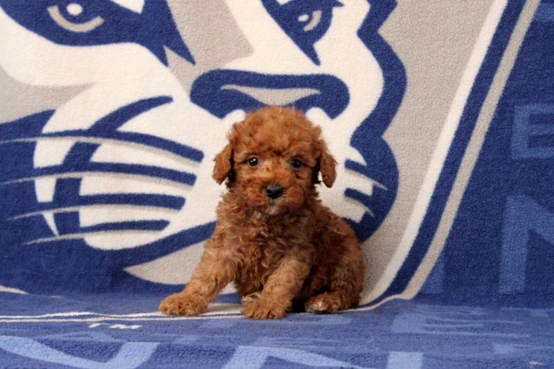 puppy, for, sale, Toy Poodle, Matthew B. Stoltzfus, dog, breeder, Gap, PA, dog-breeder, puppy-for-sale, forsale, nearby, find, puppyfind, locator, puppylocator, aca